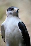 Prairie Falcon.jpg