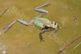 Nevada Desert Frog.jpg