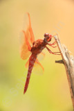 Dragonfly 01.jpg