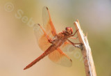 Dragonfly 06.jpg