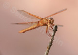 Dragonfly 08.jpg