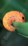 Caterpillar 2.jpg