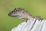 lizard