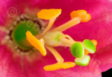 Kauai Pink Flower.jpg