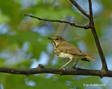 Swainson's Thrush / Grive a dos olive.
