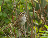 BRUANT A GORGE BLANCHE / WHITE-THROATED SPARROW. 011.