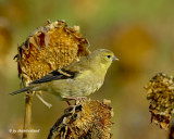 chardonneret jaune/american goldfinch.027.