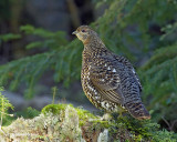 ttras du canada / spruce grouse.07.