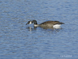 bernache du canada / canada goose.668.