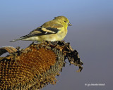 chardonneret jaune / american goldfinch.033.