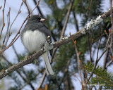 junco ardoise / dark-eyed junco.034.