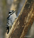 pic mineur / downy woodpecker.027.