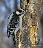pic mineur / downy woodpecker.053