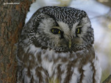 nyctale de tengmalm/ boreal owl.068.