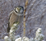 chouette perviere / northern hawk owl.032