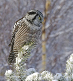 chouette perviere / northern hawk owl.033