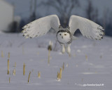 snowy owl, harfang des neiges.