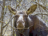 IMG_3318  orignal /moose