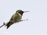 colibri / hummingbird