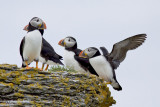 macareux moine / atlantic puffin