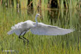 grande aigrette / great egret