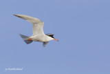 sterne arctique / arctic tern