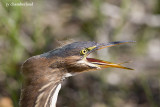 heron vert / green heron