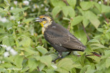 carouge a tete jaune / yellow-headed blackbird