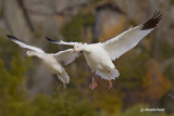 oies des neiges / snow geese