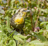carouge a tete jaune/ yellow-headed blackbird