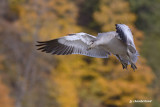 oie des neiges / snow goose