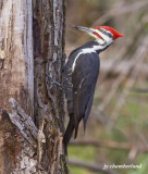 grand pic / pileated woodpecker  (male)