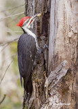 grand pic / pileated woodpecker