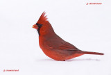 cardinal rouge / northern cardinal
