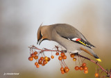 jaseur boreal / bohemian waxwing