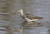 grand chevalier / greater yellowlegs