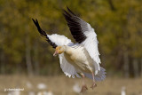 oie des neiges / snow goose