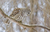 chouette rayée / barred owl