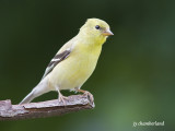 chardonneret jaune / american goldfinch