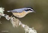 sitelle a poitrine rousse / red-breasted nuthatch