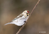 sizerin blanchatre / hoary redpoll