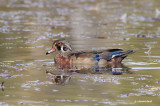 canard branchu / wood duck
