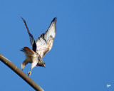 buse a queue rousse / red -tailed hawk.