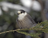 mésangeai du canada. gray jay.040.jpg