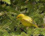 paruline jaune/yellow warbler.