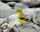 chardonneret jaune/american goldfinch.