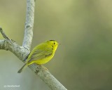 paruline a calotte noire/ wilsons warbler.