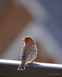 House Finch late evening