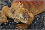 Clear Eyed Land Iguana