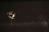 Spider and backlit web 